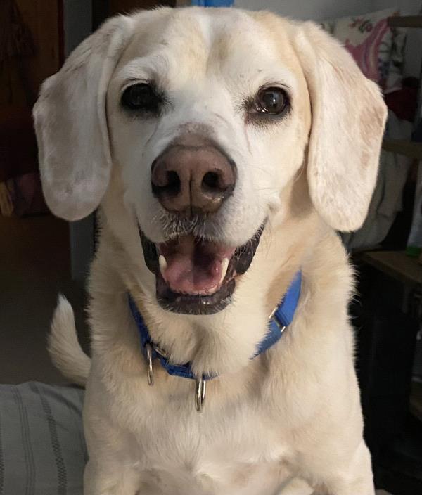 /Images/uploads/Mid County Chamber of Commerce/pet-mayor-2022/entries/23714thumb.jpg